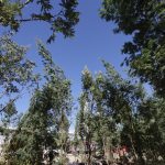 Reforestación urbana en Puebla: 10 mil árboles para mitigar impacto ambiental